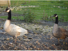 Blonde Canada Geese